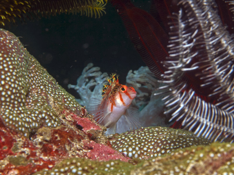 Hawkfish, Monkey Beach